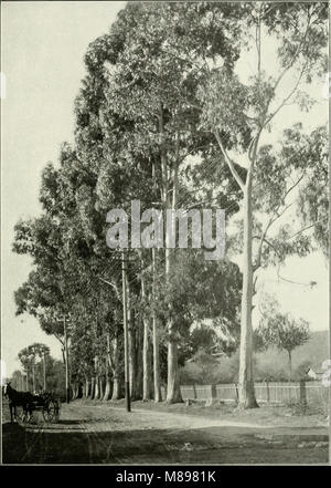 Eucalypts cultivated in the United States (1902) (14779991091) Stock Photo