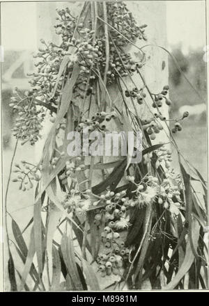 Eucalypts cultivated in the United States (1902) (14780016771) Stock Photo
