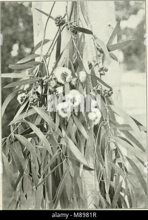 Eucalyptus amygdalina from 'Eucalypts cultivated in the United States'; (1902) (20165942804) Stock Photo