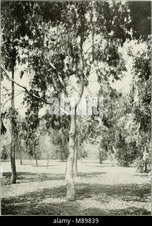 Eucalyptus melliodora in 'Eucalypts cultivated in the United States' (1902) (14783148965) Stock Photo