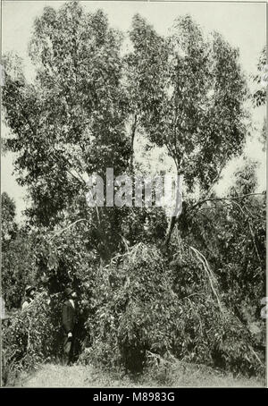 Eucalyptus occidentalis from 'Eucalypts cultivated in the United States' (1902) (14596637437) Stock Photo