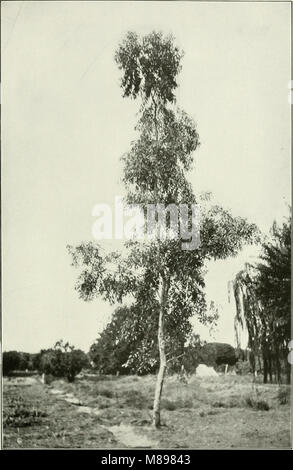 Eucalyptus tereticornis from 'Eucalypts cultivated in the United States'; (1902) (14596500958) Stock Photo