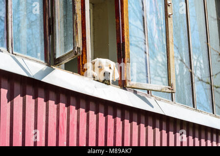 Dog Labrador Looking Out the Open Window. The Dog is Bored and Waiting for its Owner Looking out the Window Stock Photo