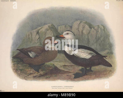Extinct birds - an attempt to unite in one volume a short account of those birds which have become extinct in historical times - that is, within the last six or seven hundred years - to which are (14565904089) Stock Photo