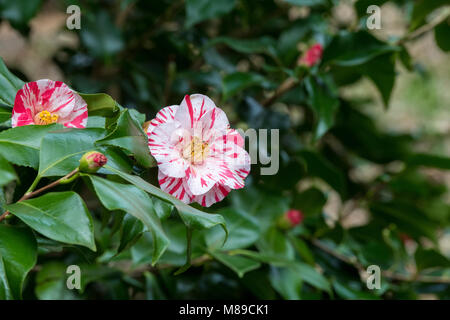 Camellia japonica 'Courtesan' flower in march. Bright red, anemone-form double flowers. UK Stock Photo