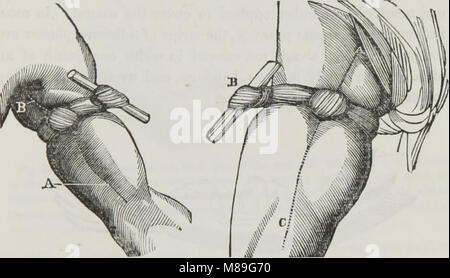 First book on anatomy, physiology, and hygiene - for grammar schools and families (1849) (14762879012) Stock Photo