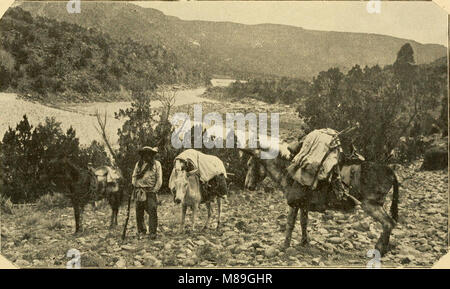 First report of game and fish warden for New Mexico. 1909-1910-1911 (1912) (14753206884) Stock Photo