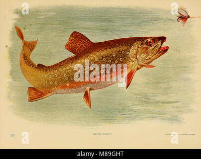 First report of game and fish warden for New Mexico. 1909-1910-1911 (1912) (14753209644) Stock Photo