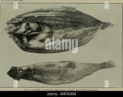 Fishery Industries of the United States- Report of the Division of Statistics and Methods of the Fisheries for 1920 (1921) (14762967254) Stock Photo