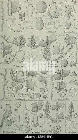 Flore analytique et descriptive des hépatiques de France et des contrées voisines (1922) (14755695426) Stock Photo