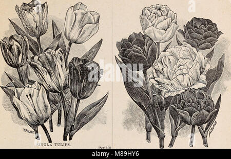 Florists' wholesale price list of bulbs and plants - for fall, 1900 (1900) (20373833359)