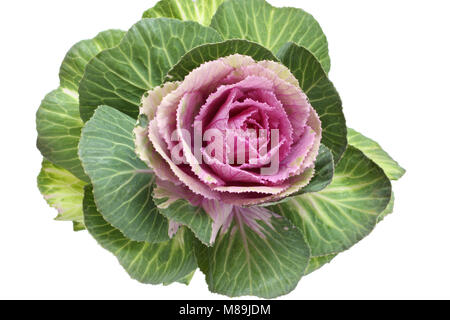 Ornamental green with pink cabbage flower isolated on white background Stock Photo