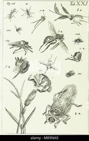 Karl Jordan Insect 'Die Kennzeichen der Insekten' (1761), written by Karl Linnaeus ...