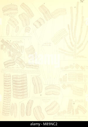 Die kieselschaligen Bacillarien oder Diatomeen (1844) (20742086689) Stock Photo