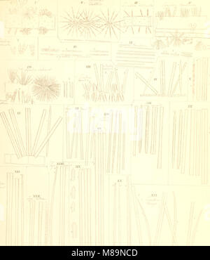 Die kieselschaligen Bacillarien oder Diatomeen (1844) (20919099502) Stock Photo
