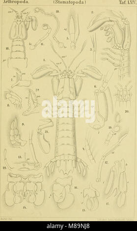 Die Klassen und Ordnungen der Arthropoden - wissenschaftlich dargestellt in Wort und Bild (1866) (20306886544) Stock Photo