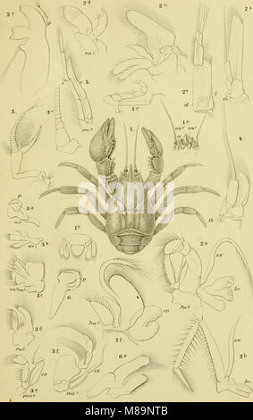 This 1866 text provides a detailed analysis of the anatomy of ...