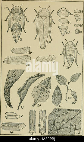 Fruits, vegetables and flowers, a non-technical manual for their culture (1918) (14781604811) Stock Photo