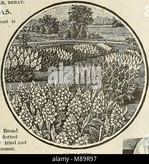 Garden flower and field seeds 1902 (1902) (14595877558) Stock Photo