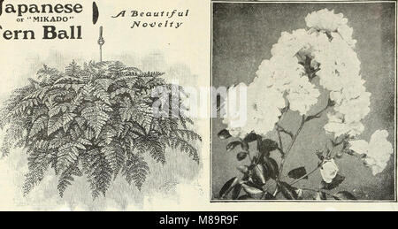 Garden flower and field seeds 1902 (1902) (14779241051) Stock Photo