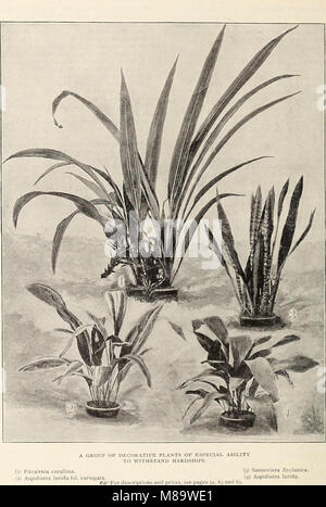 General illustrated and descriptive catalogue of new, rare and valuable plants (1897) (20550363305)