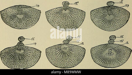 General physiology; an outline of the science of life (1899) (14596225269) Stock Photo
