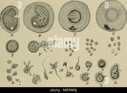 General physiology; an outline of the science of life (1899) (14596394647) Stock Photo
