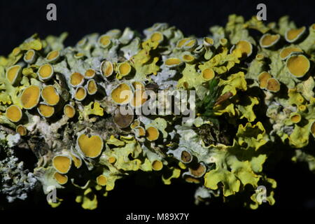 Xanthoria parietina (Common Orange Lichen) Stock Photo