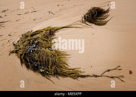 SEAWEED ON THE SANDY BEACH AT LE GREVE DE LECQ, JERSEY Stock Photo