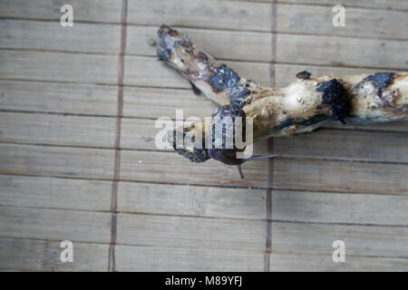 Snail sitting on little tree trunk, wooden bamboo backdrop, close-up animal background. Stock Photo