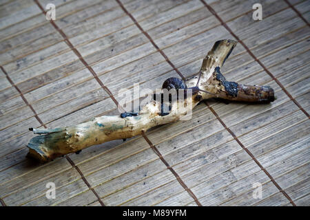 Snail sitting on little tree trunk, wooden bamboo backdrop, close-up animal background. Stock Photo