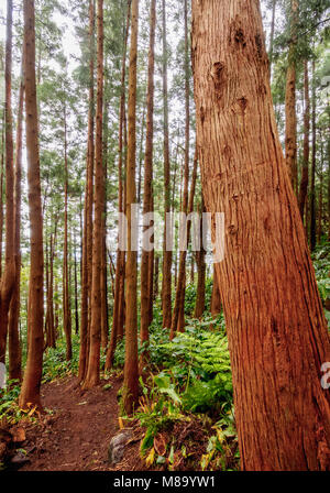 Forest on the slopes of Pico Alto, Santa Maria Island, Azores, Portugal Stock Photo