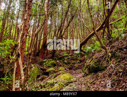 Forest on the slopes of Pico Alto, Santa Maria Island, Azores, Portugal Stock Photo