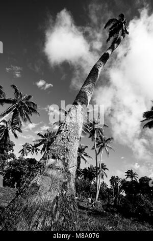 Palm tree. Lifuka island.Ha´apai lslands. Tonga. Polynesia