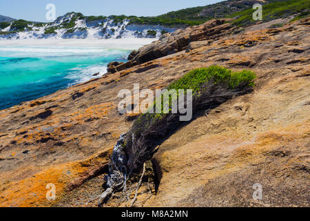 Tree growing in shallow scrape on rocky headland at Thistle Cove, Cape Le Grand National Park, Esperance Western Australia Stock Photo