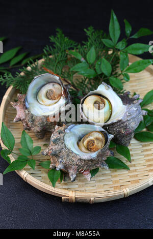 Turban Shells Stock Photo