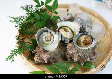 Turban Shells Stock Photo