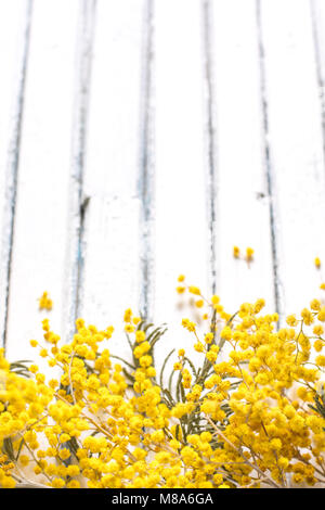 Place for your text. A bouquet of mimosa on a white wooden background. Stock Photo