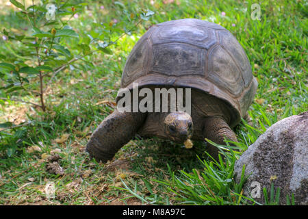 Ploughshare tortoise (Geochelone yniphora) on grass. Photographed in Madagascar. Stock Photo