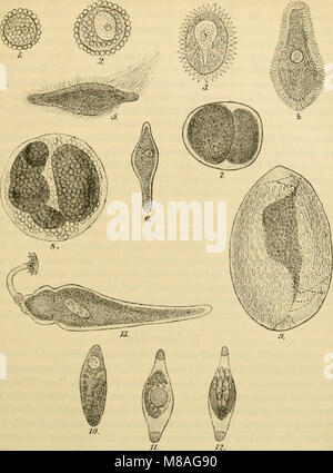 Die mikroorganismen. Mit besonderer berücksichtigung der ätiologie der infektionskrankheiten (1896) (14594846120) Stock Photo