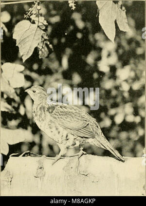 Gray lady and the birds; stories of the bird year for home and school (1907) (14752500111) Stock Photo