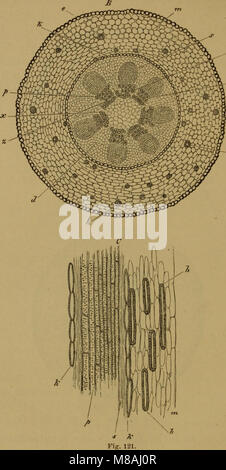 Grundlagen der Pharmacognosie - Einleitung in das Studium der Rohstoffe des Pflanzenreiches (1885) (14783614583) Stock Photo