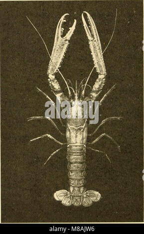 Guide to the Crustacea, Arachnida, Onychophora and Myriopoda exhibited in the Department of Zoology, British Museum (Natural History) (1910) (14595975637) Stock Photo