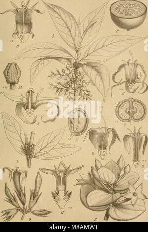 Die Natürlichen Pflanzenfamilien - nebst ihren Gattungen und wichtigeren Arten, insbesondere den Nutzpflanzen (1887) (20747901990) Stock Photo