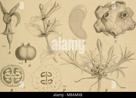 Die Natürlichen Pflanzenfamilien - nebst ihren Gattungen und wichtigeren Arten, insbesondere den Nutzpflanzen (1887) (20747918770) Stock Photo