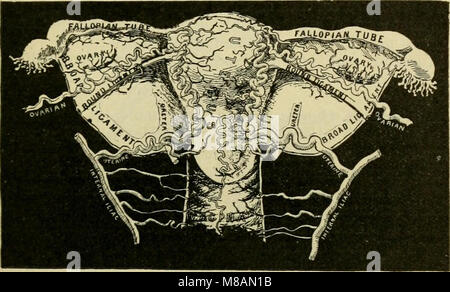 Handbook of anatomy; being a complete compend of anatomy, including the anatomy of the viscera a chapter on dental anatomy, numerous tables, and incorporating the newer nomenclature adopted by the (14586754388) Stock Photo