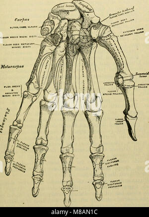 Handbook of anatomy; being a complete compend of anatomy, including the anatomy of the viscera a chapter on dental anatomy, numerous tables, and incorporating the newer nomenclature adopted by the (14771012824) Stock Photo