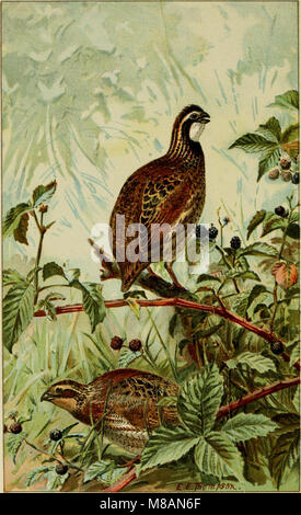 Handbook of birds of eastern North America (1896) (14754895682) Stock Photo