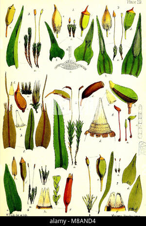 Handbook of British mosses; comprising all that are known to be natives of the British Isles (1863) (14593580120) Stock Photo
