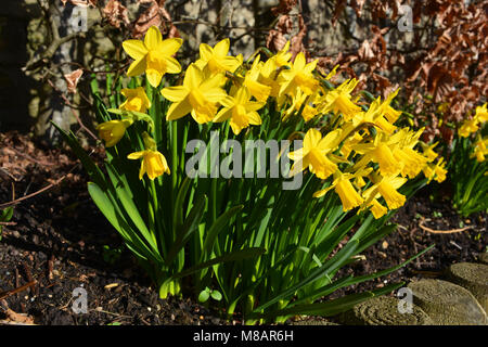 Daffodils in Spring Stock Photo